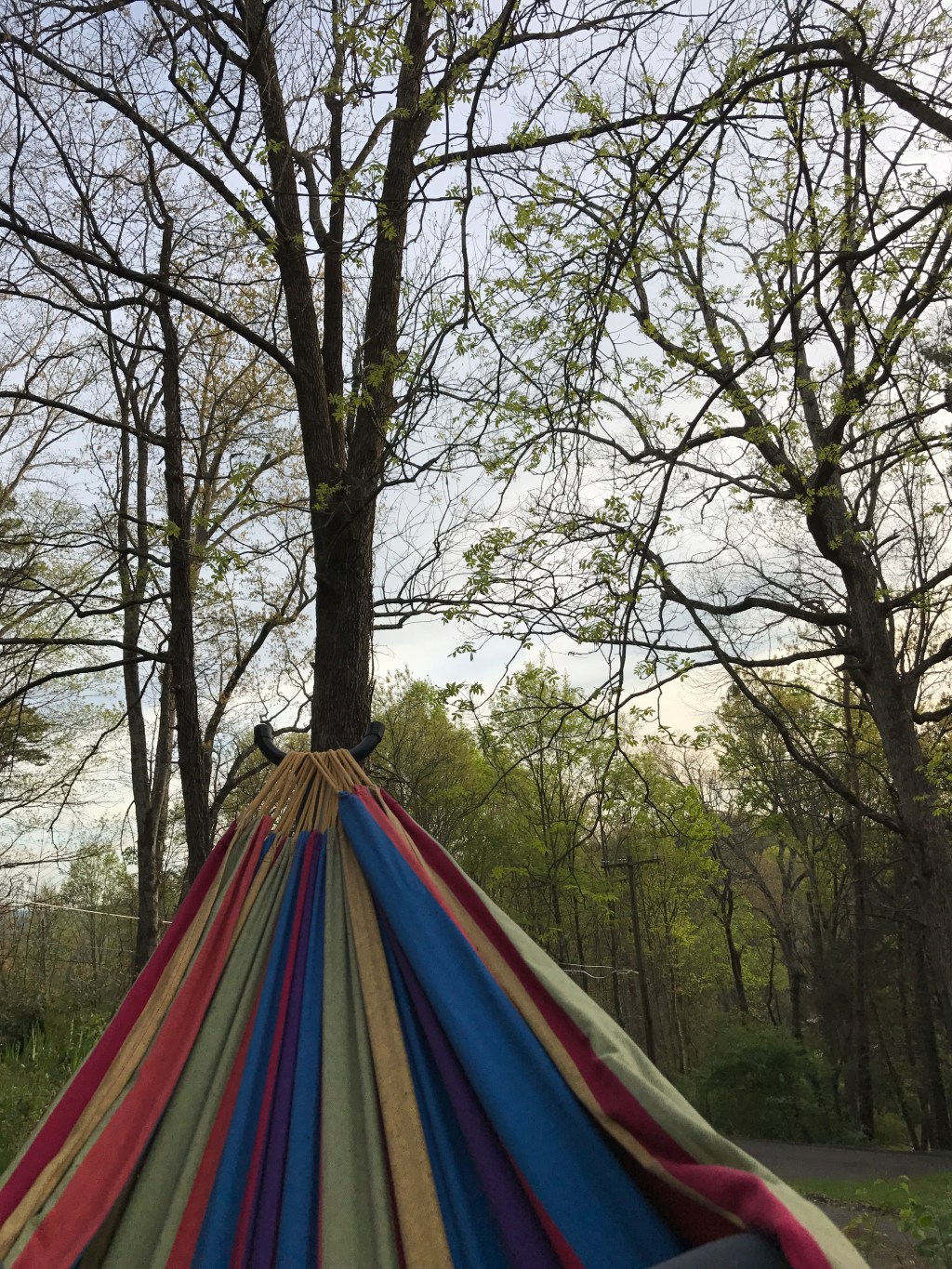 A hammock and some spring trees